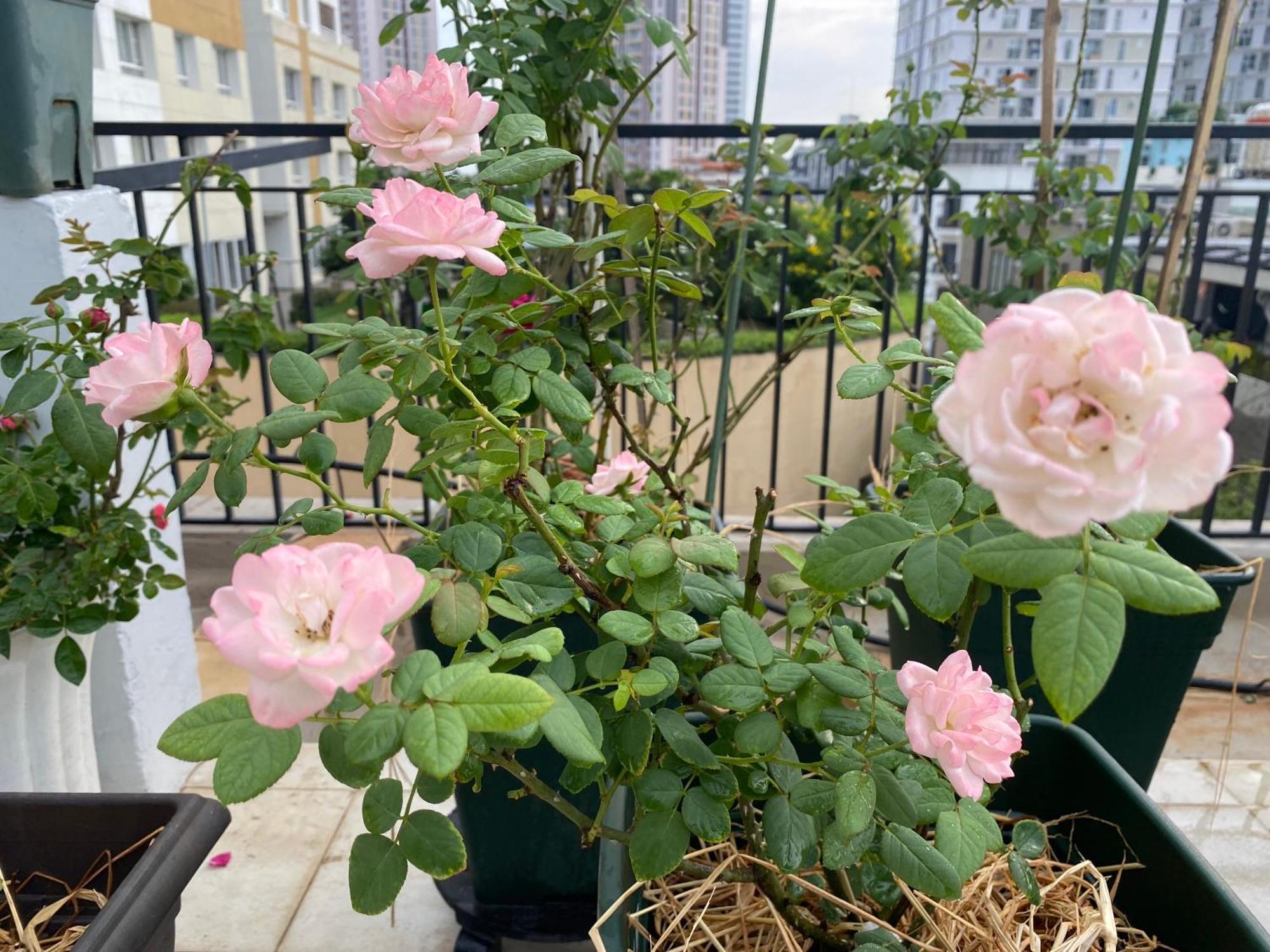Homey Apartment Ho Chi Minh-Byen Eksteriør billede